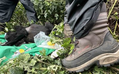 A World Gorilla Day Adventure: Journey of the ‘Gorilla Outfits’