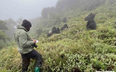 Notes from the Forest: Checking on Mutobo Group