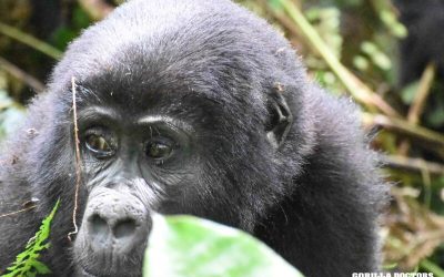 The Snare Rescue that Never Happened!