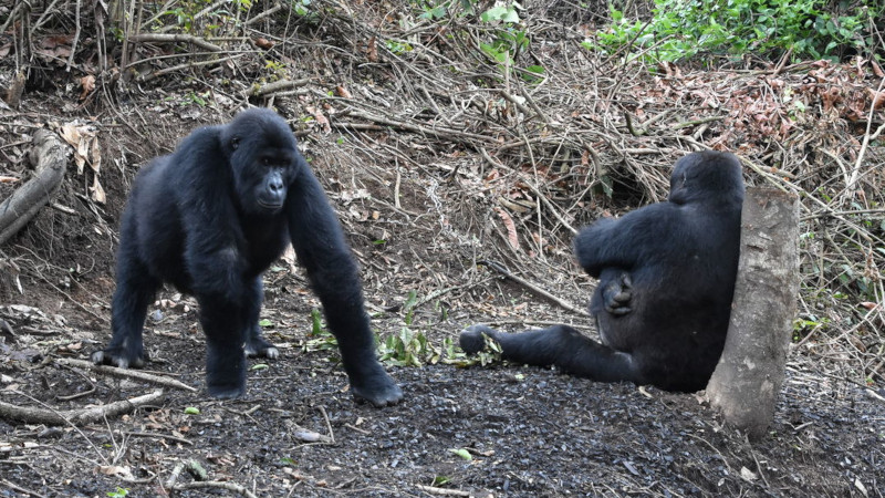 HABITAT DESTRUCTION - Threats to Biodiversity