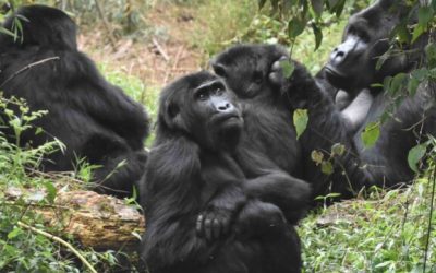 Guardians of a New Beginning